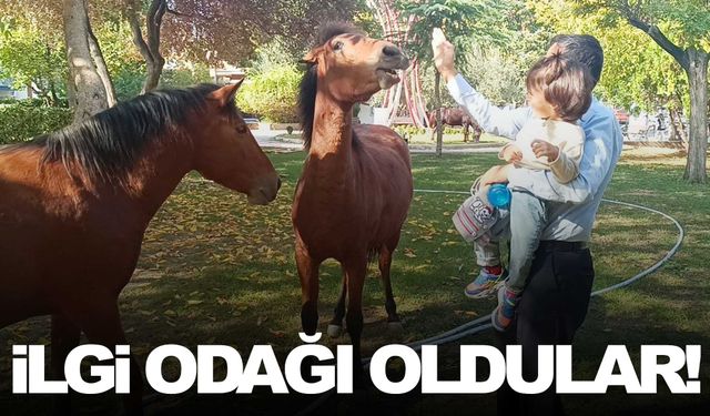 Yılkı atları merkeze indi… İlgi odağı oldular!