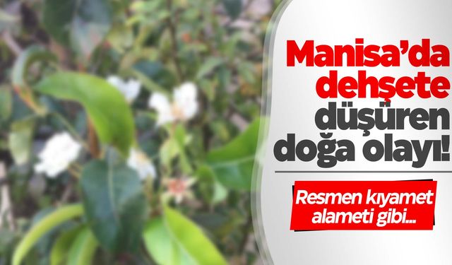 Manisa’da ağaca bakan vatandaş dehşeti yaşadı… Manisa’da neler oluyor böyle?