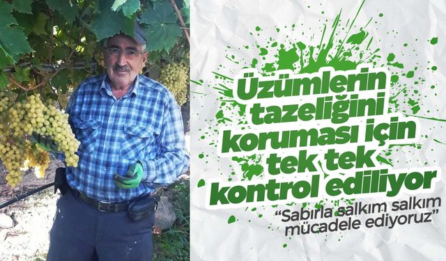 Manisa’da üzüm salkımları tek tek kontrol ediliyor