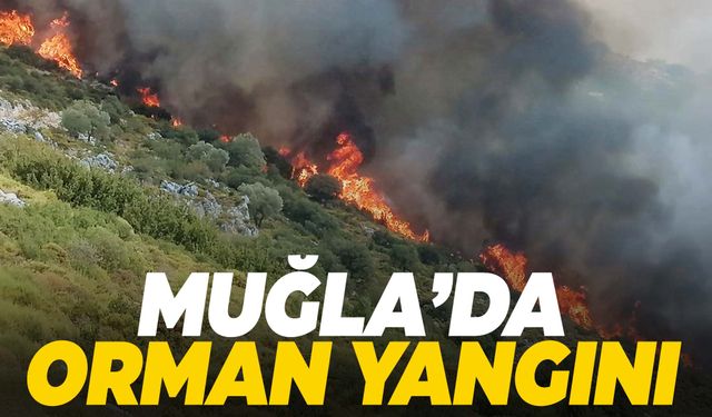 Muğla’da orman yangını… Ekipler müdahale ediyor!