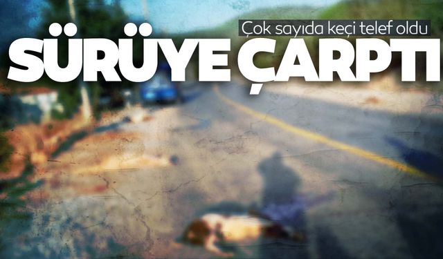 Otomobil sürüye daldı… Çok sayıda keçi telef oldu  