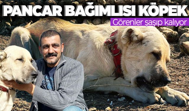 Pancarları şeker gibi yiyen köpek şaşırtıyor! Günde 4 kilo…