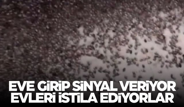 Resmen evleri istila ediyorlar... Videolar peş peşe gelmeye başladı