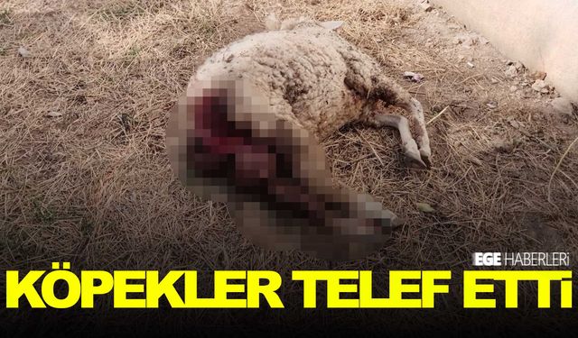 Sokak köpekleri koyunu telef etti