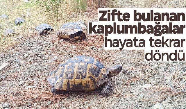 Zifte bulanan kaplumbağalar, 5 günlük yaşam savaşını kazandı  