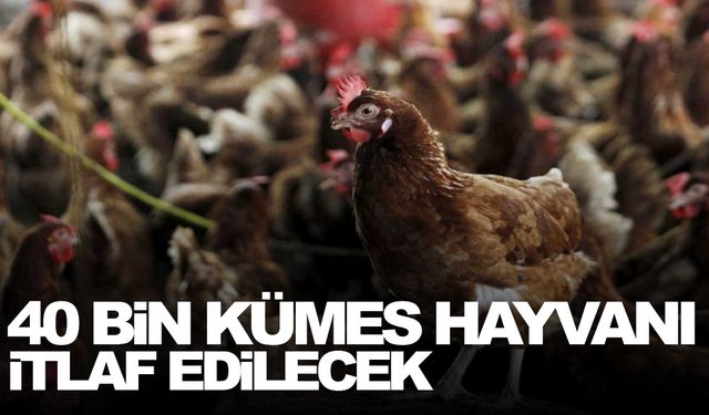 O ülkede kuş gribi alarmı: 40 bin kümes hayvanı itlaf edilecek