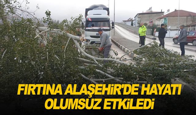 Alaşehir'de 15 metrelik kavak ağacı yola devrildi