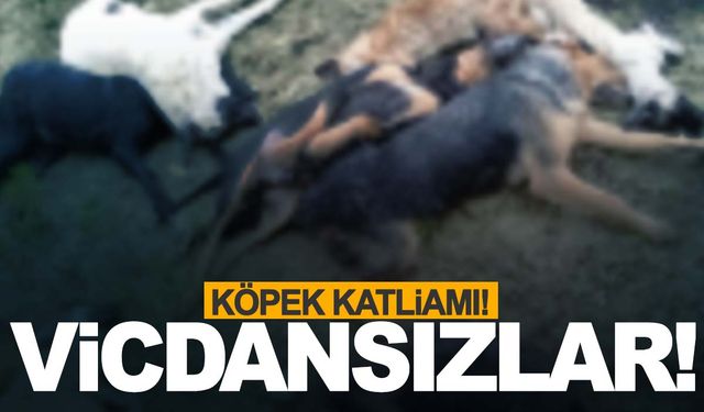 O ilde köpek katliamı!