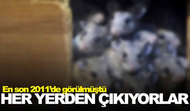 Bir ülkeyi istila ettiler! Her yerden çıkıyorlar