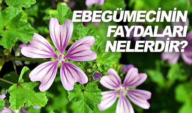 Ebegümecinin faydaları nelerdir?