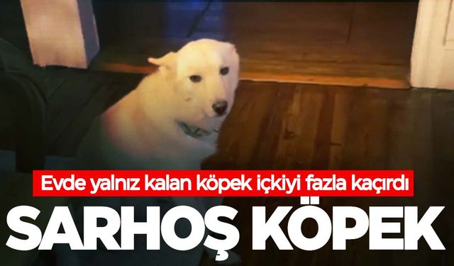 Evde yalnız kalan köpek içkiyi fazla kaçırdı! O anlar sosyal medyada gündem oldu