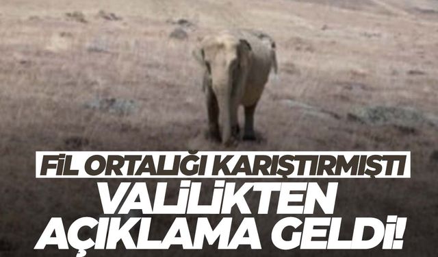 Bir kent fil yüzünden ayağa kalkmıştı… Valilikten açıklama geldi!