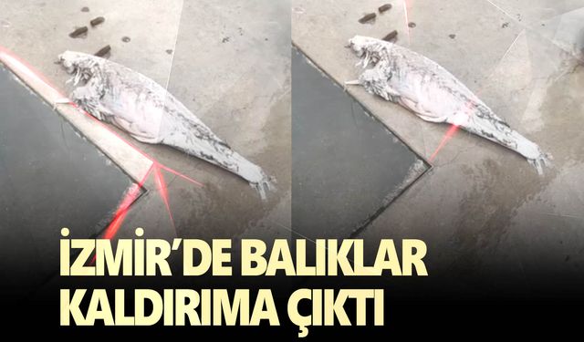 Hava şartlarından dolayı balıklar karaya vurdu