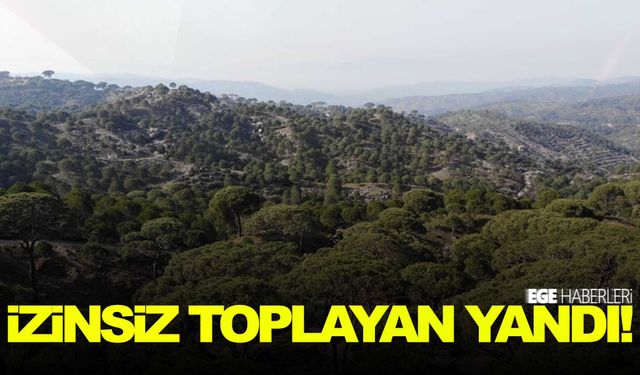 Kilosu altınla yarışıyor… İzinsiz toplayan yandı!