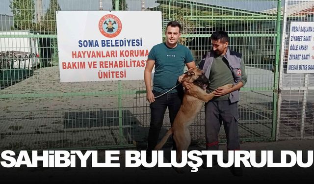 İzmir'de kaybolan köpek Manisa’da sokakta bulundu