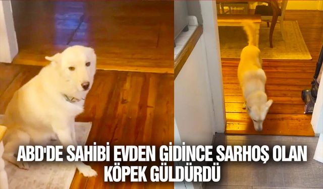 Sahibi evde yokken bir şişe alkolü içen köpek yürümekte dahi zorlandı! O anlar sosyal medyanın gündemine yerleşti