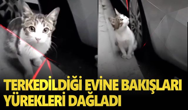 Sokağa atılan yavru kedi gündem oldu