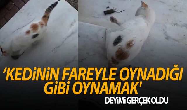 Yemeğini paylaşmamak için iki köpeğe kafa tutmuştu, fareyi gafil avladı