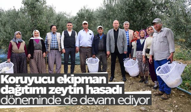 Büyükşehir zeytin hasadında da üreticilerin yanında 