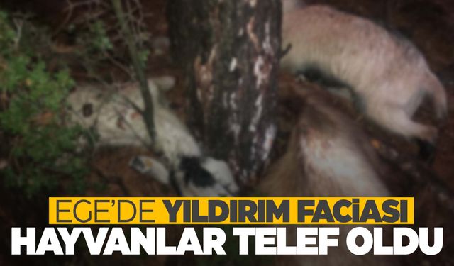 Yıldırım düştü… Küçükbaş hayvanlar telef oldu!