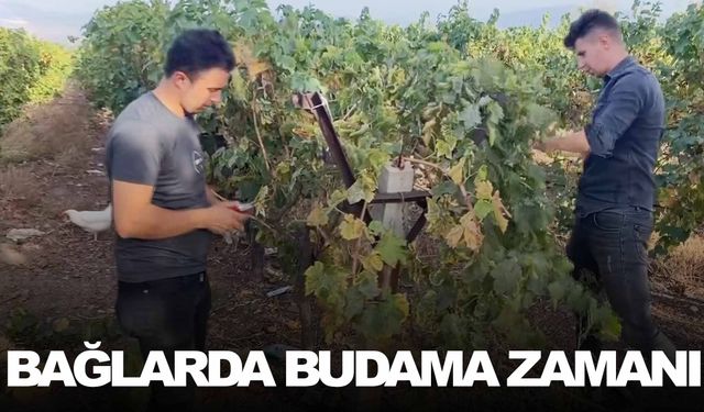 Manisa’da bağlarda budama hazırlıkları