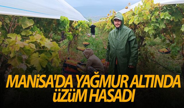 Manisa'da üzüm hasadı yağmur çamur dinlemiyor