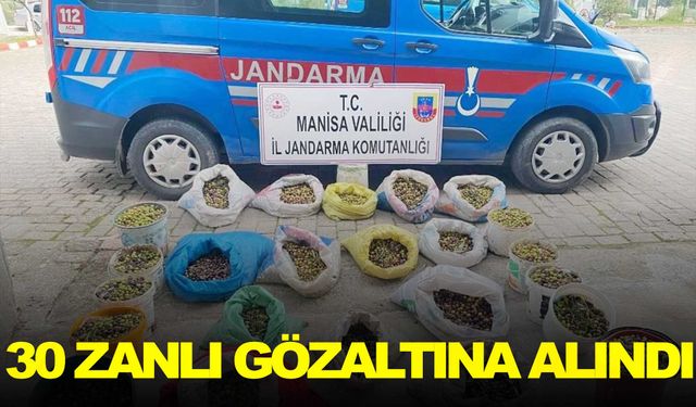 Manisa’da zeytin hırsızlarına operasyon!