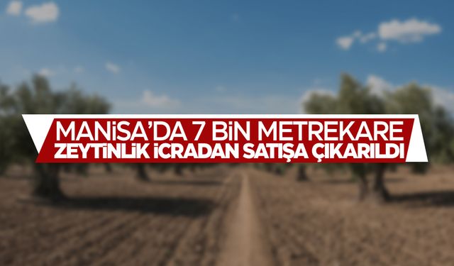 Manisa'da zeytinlik icradan satışa çıkarıldı