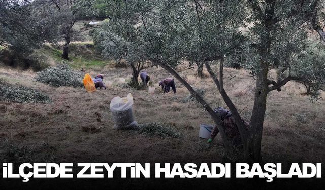 Manisalı üreticiler zeytin hasadına başladı