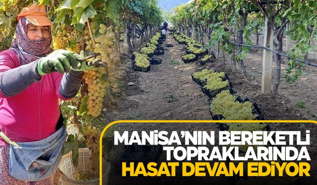 Manisa'nın bağlarında kasım ayında da hasat devam ediyor