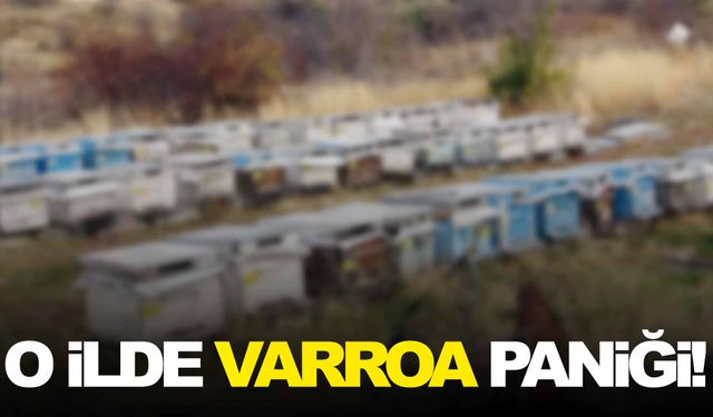 O ilde Varroa hastalığı paniği!