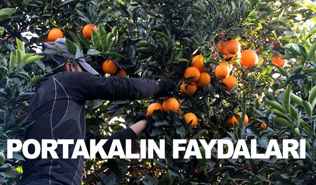 Portakalın faydaları nelerdir?