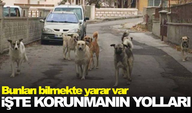 Sokak köpeklerinin saldırılarına karşı önemli uyarılar