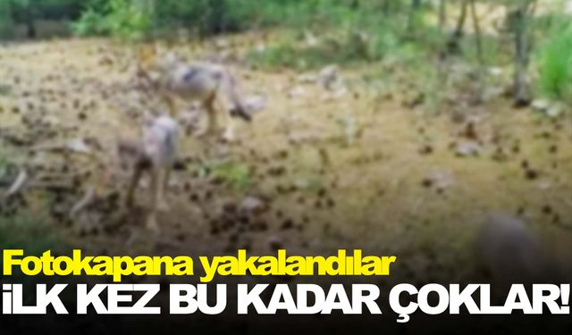 Spil Dağı Milli Parkı’nda ilk kez bu kadar kalabalıklar!