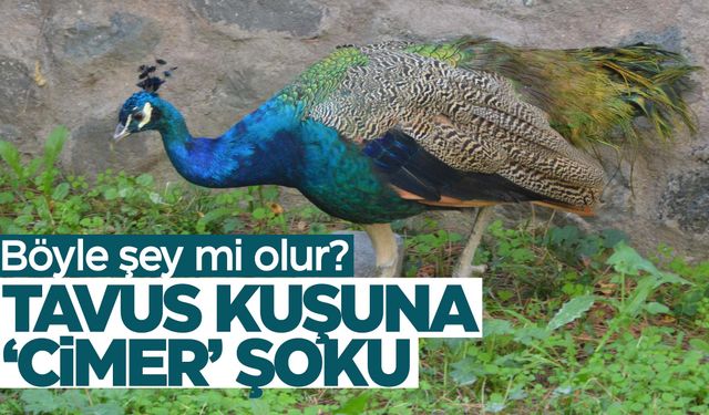 Tavus kuşuna ‘CİMER’ şoku! Gerekçesini duyunca çok şaşıracaksınız!