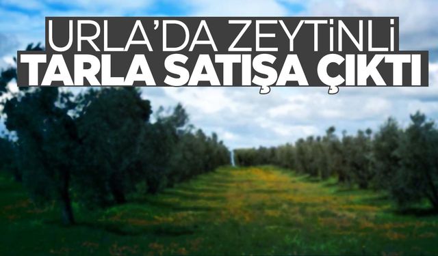 Urla’da zeytinli tarla satışa çıktı!