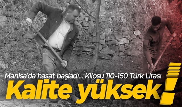 Verim az kalite yüksek... Manisa'da hasat başladı! Kilosu 150 TL