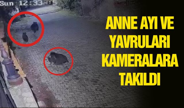 Yiyecek arayan ayılar güvenlik kamerasına yansıdı