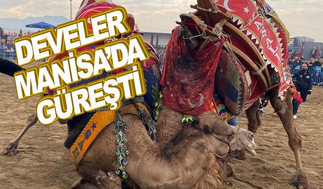 Alaşehir'de deve güreşi şenliği yapıldı