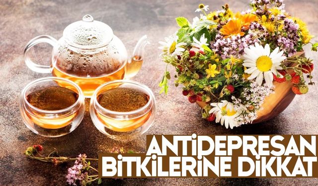 Antidepresan bitkilerine dikkat! Uzmanlardan uyarı geldi