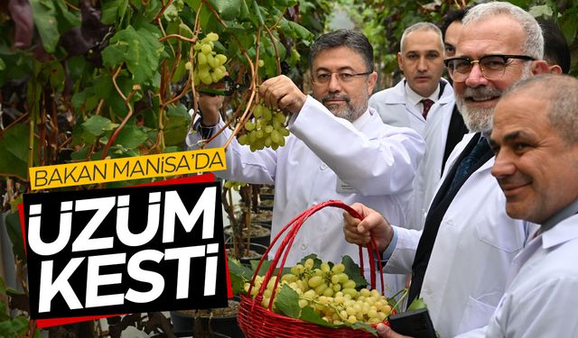 Bakan Yumaklı Manisa'da serada üzüm kesti