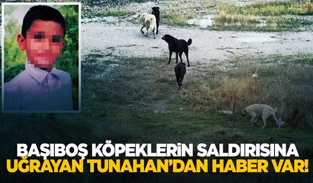 Başıboş köpeklerin saldırısına uğrayan Tunahan’dan yeni haber!