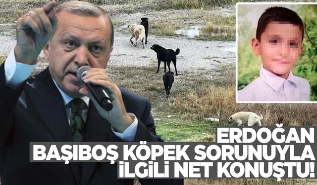 Erdoğan’dan başıboş köpek sorunuyla ilgili net tavır!