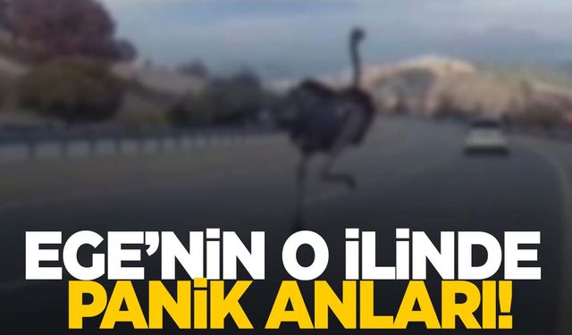 Ege’nin o ilinde çiftlikten kaçan hayvan panik yarattı!