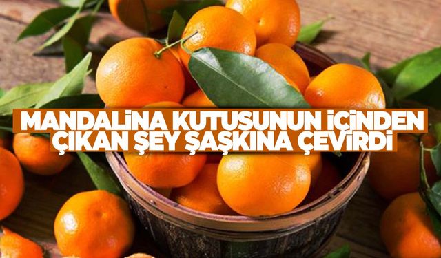 Gözlerine inanamadı… Mandalinaların arasından çıkan şey şok etti!