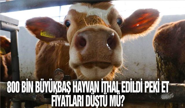 Bu yıl 800 bin büyükbaş hayvan ithal edildi