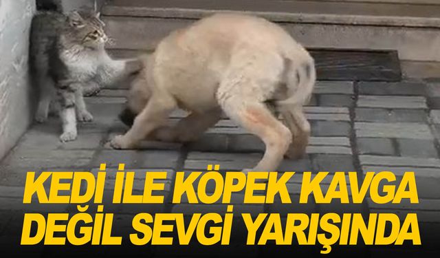 Kedi ile köpeğin dostluğu görenlerin içini ısıttı