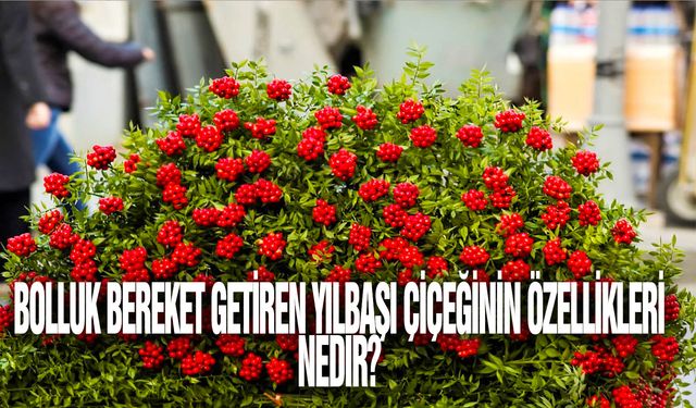 Kokina çiçeği nedir? Yılbaşı çiçeği kokinanın anlamı nedir? Kokina çiçeğinin özellikleri nedir?