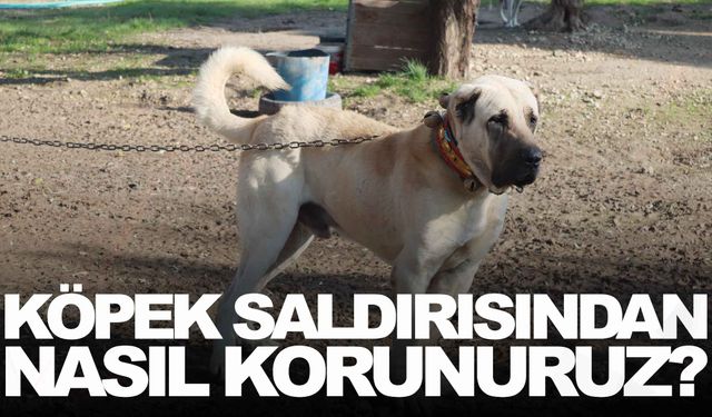 Köpek saldırısından nasıl korunuruz? Köpek saldırırsa ne yapmalıyız?