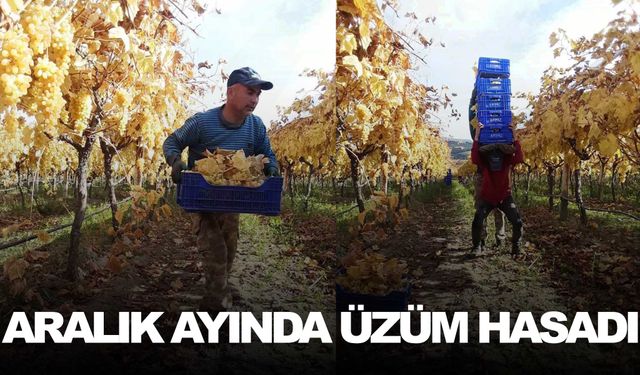 Manisa’da hasat sürüyor… Aralık ortasındayız ama…